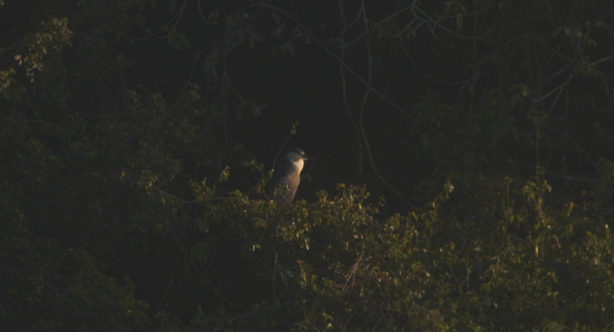 Black-crowned Night Heron - ML616049604
