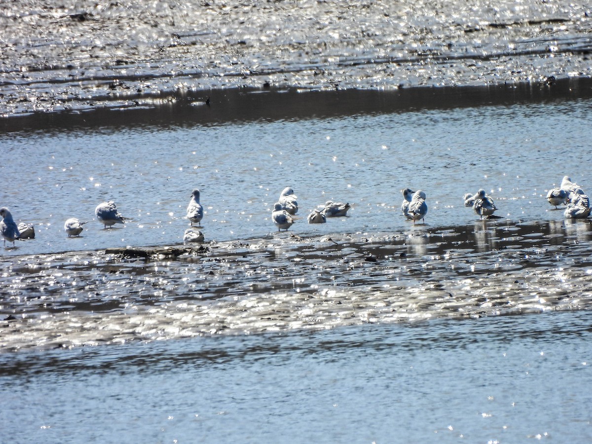 Bonaparte's Gull - ML616049620