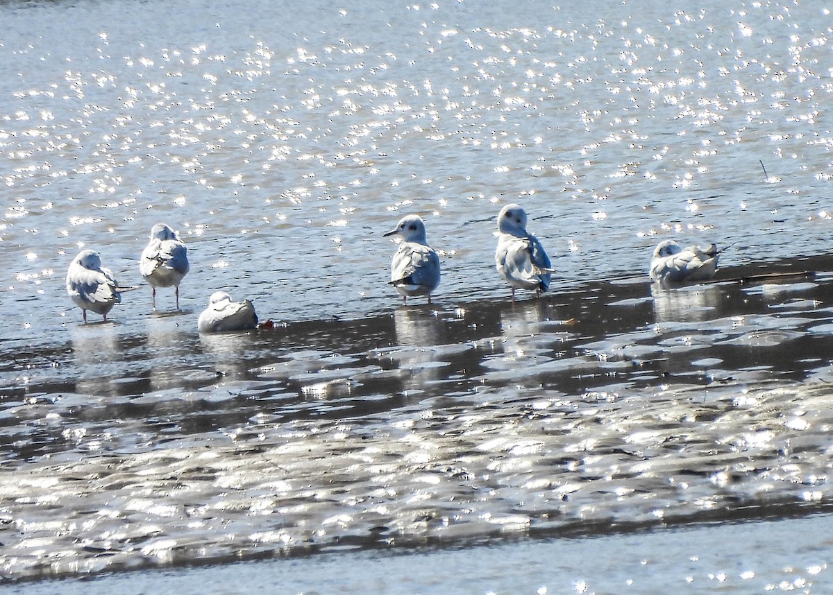 Bonaparte's Gull - ML616049623