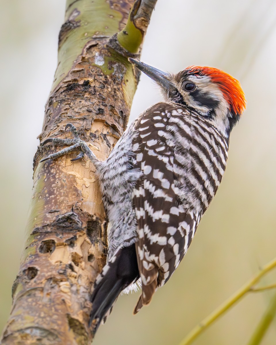 Ladder-backed Woodpecker - TJ Hastings