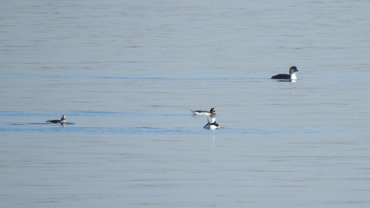 Long-tailed Duck - ML616049663