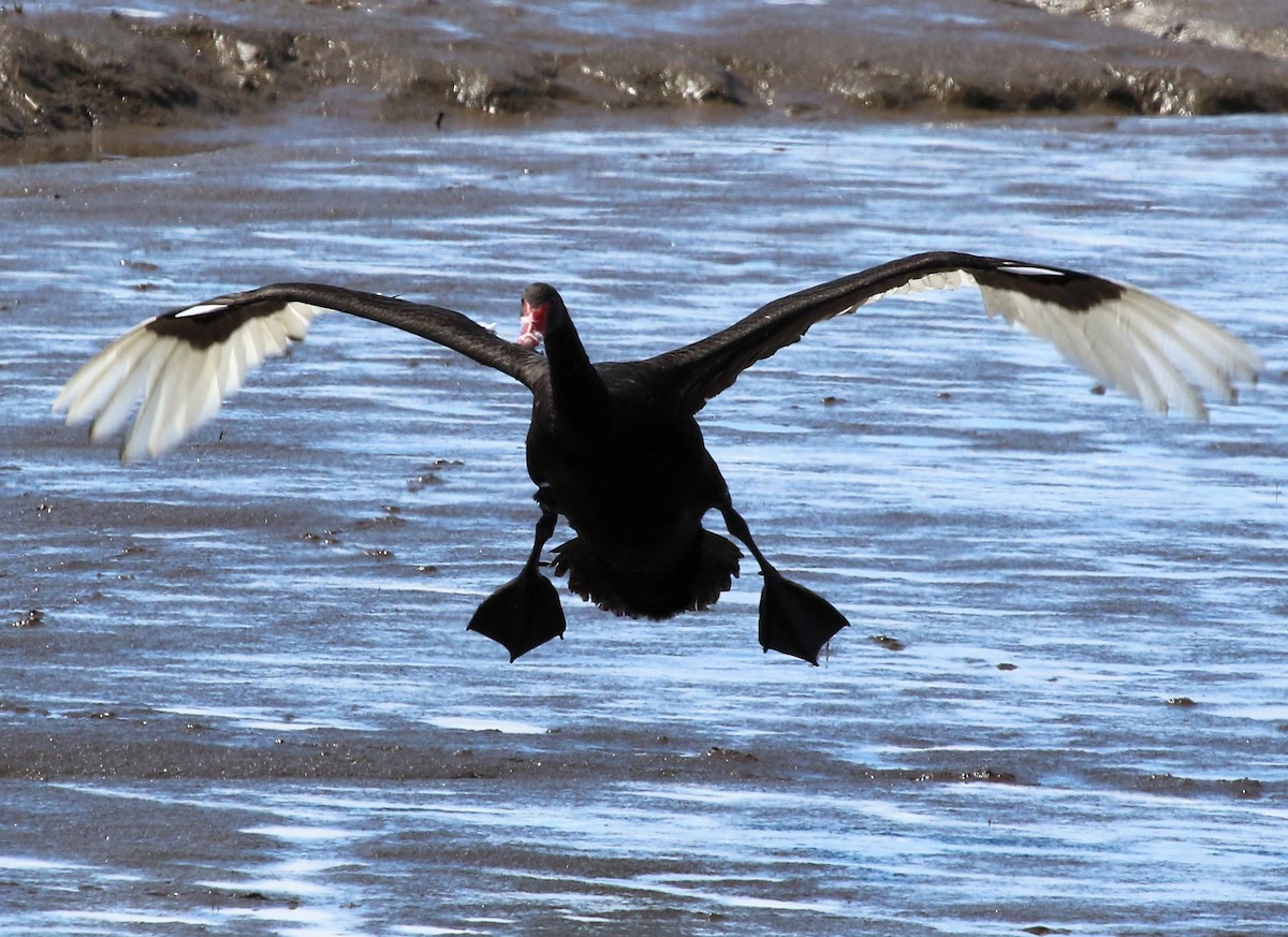 Black Swan - ML616049664