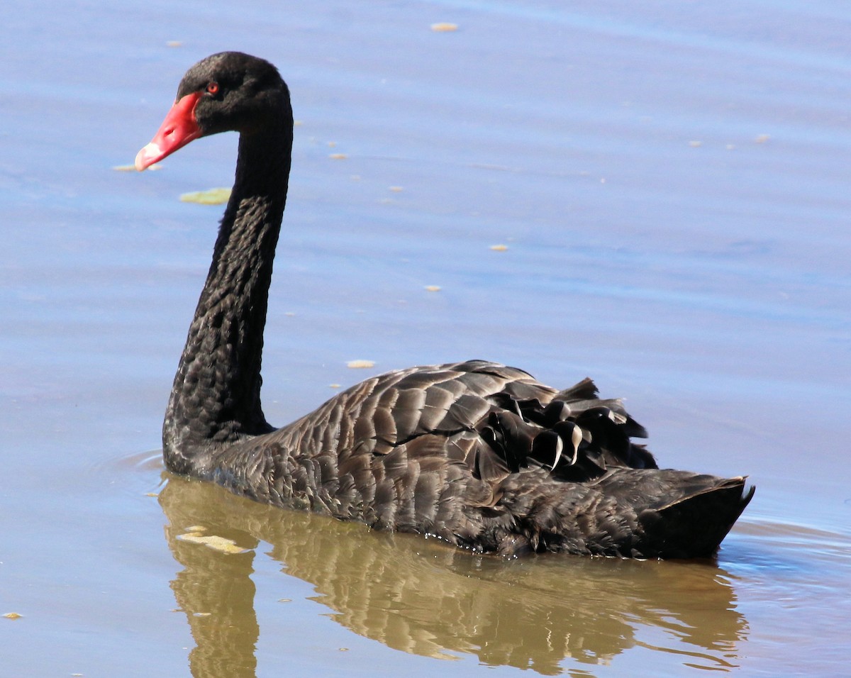 Black Swan - ML616049666