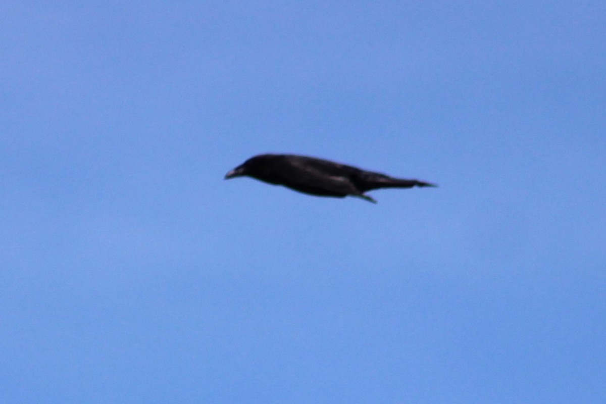 Common Raven - Adair Bock