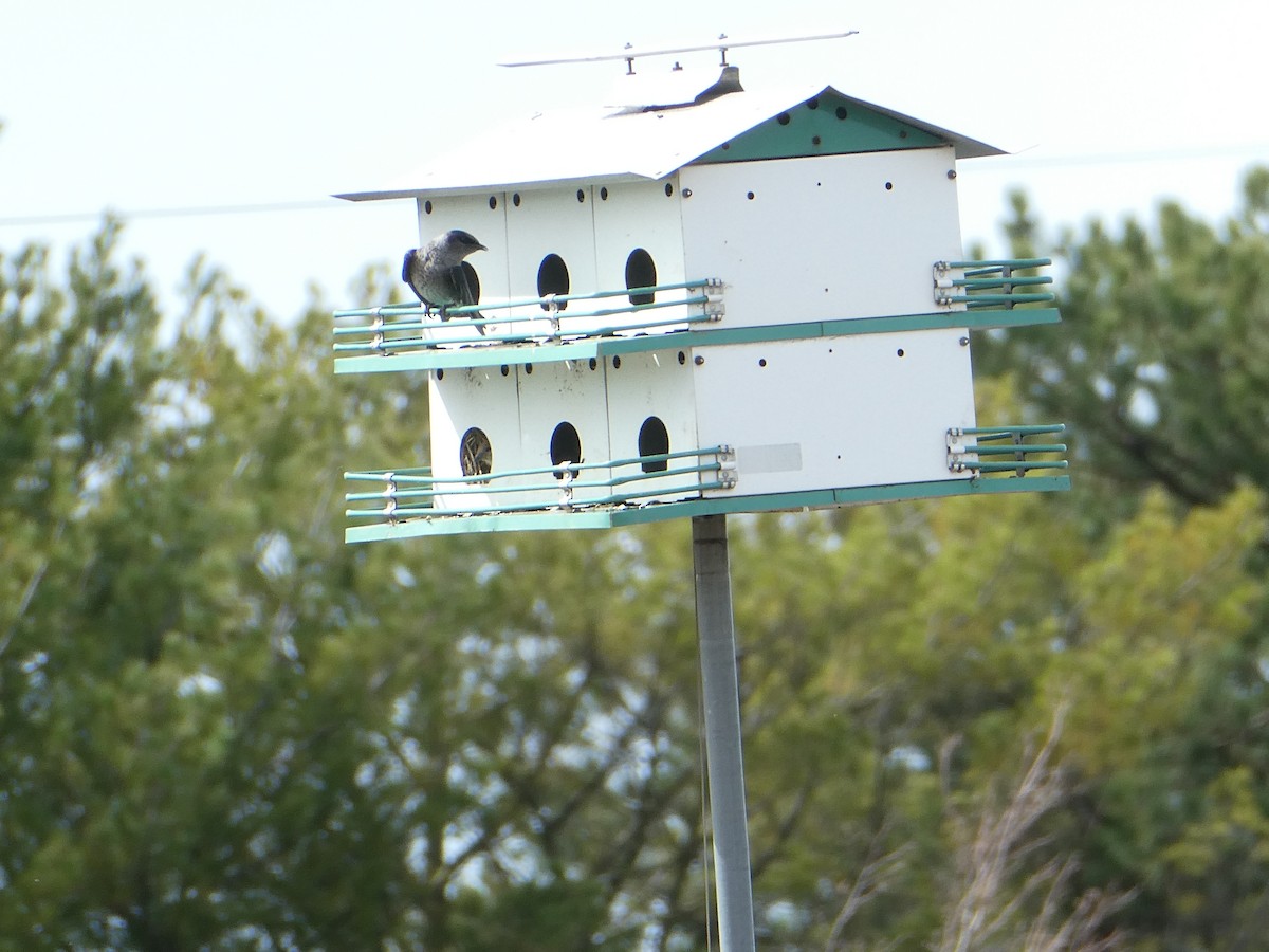 Purple Martin - ML616049687