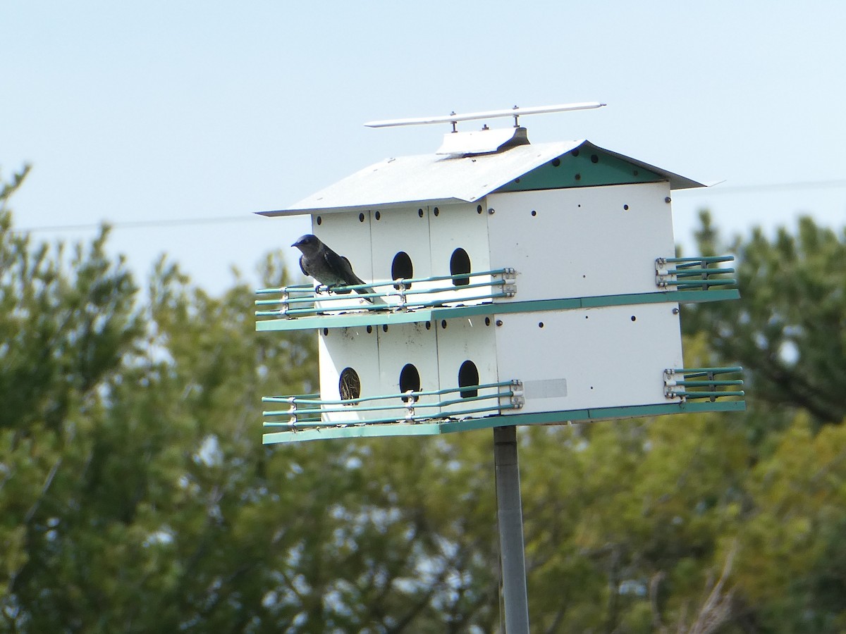 Purple Martin - ML616049688