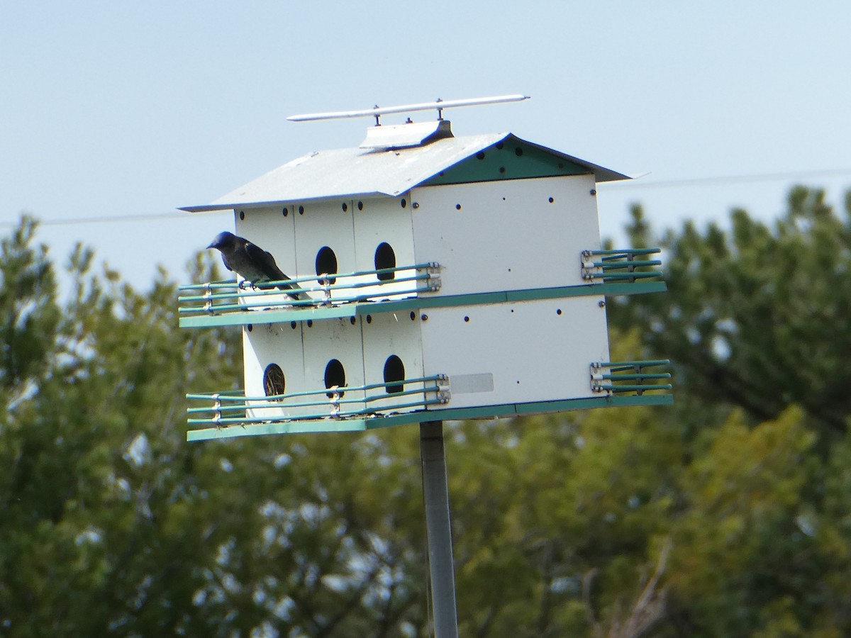 Purple Martin - melissa records