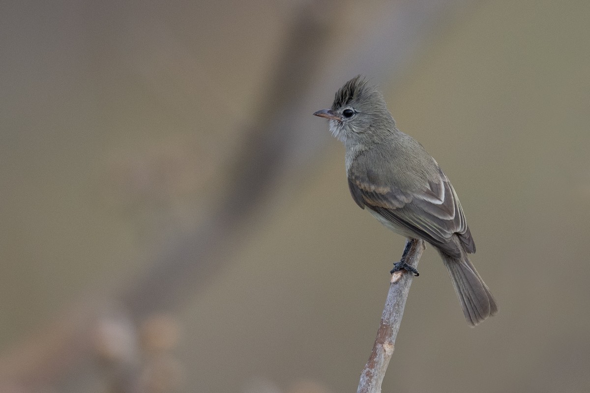 Northern Beardless-Tyrannulet - ML616049740