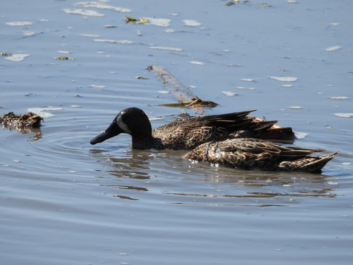 Blue-winged Teal - ML616049775