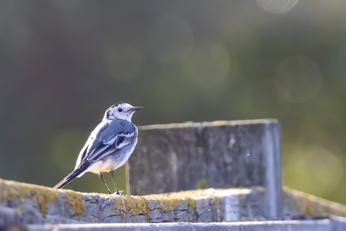 White Wagtail - ML616049784