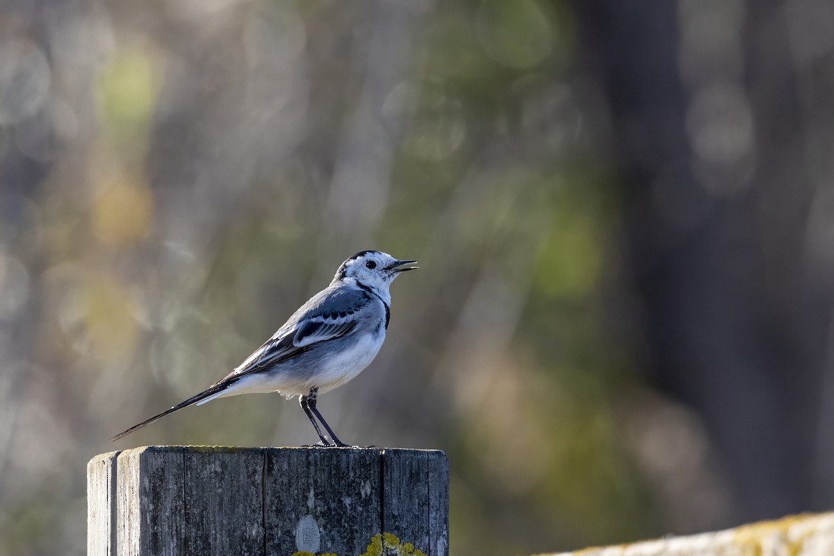 White Wagtail - Jeffrey Mann