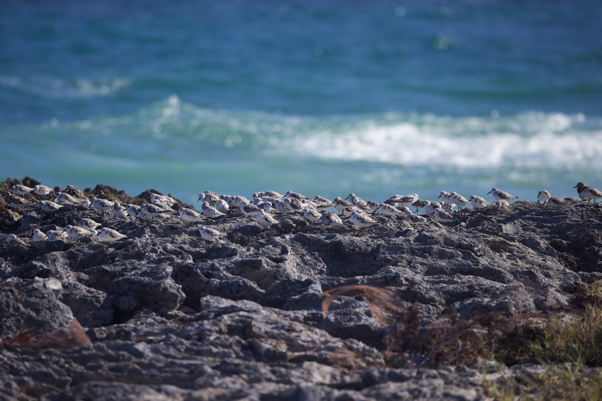 Bécasseau sanderling - ML616049858