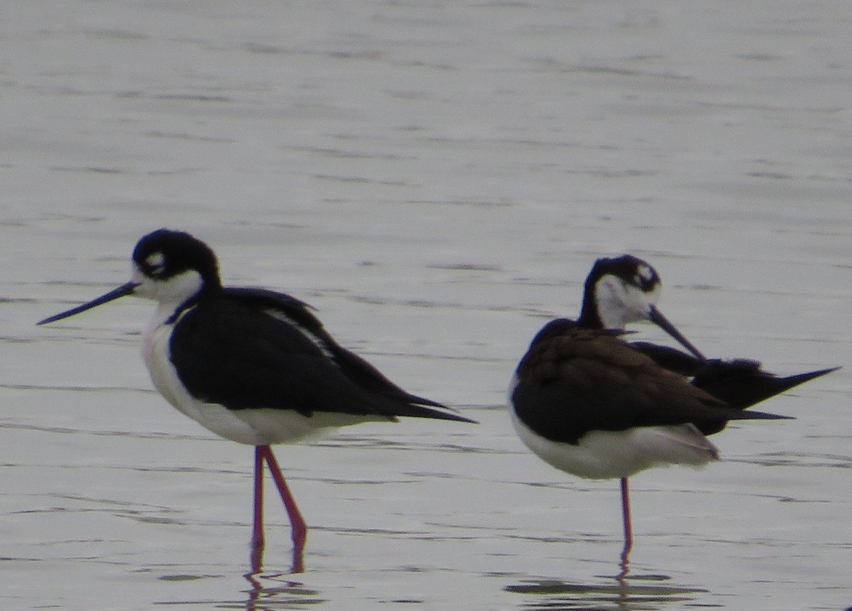 Black-necked Stilt - ML616049871