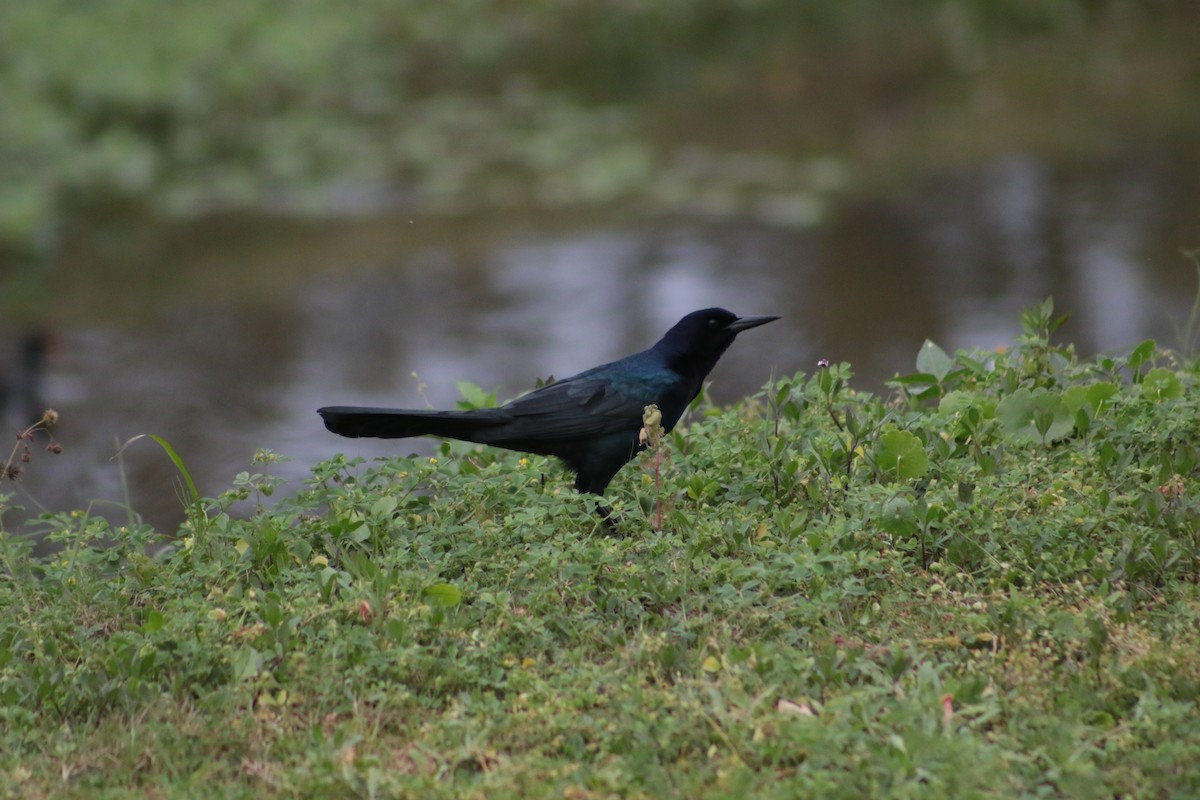 Boat-tailed Grackle - ML616049931