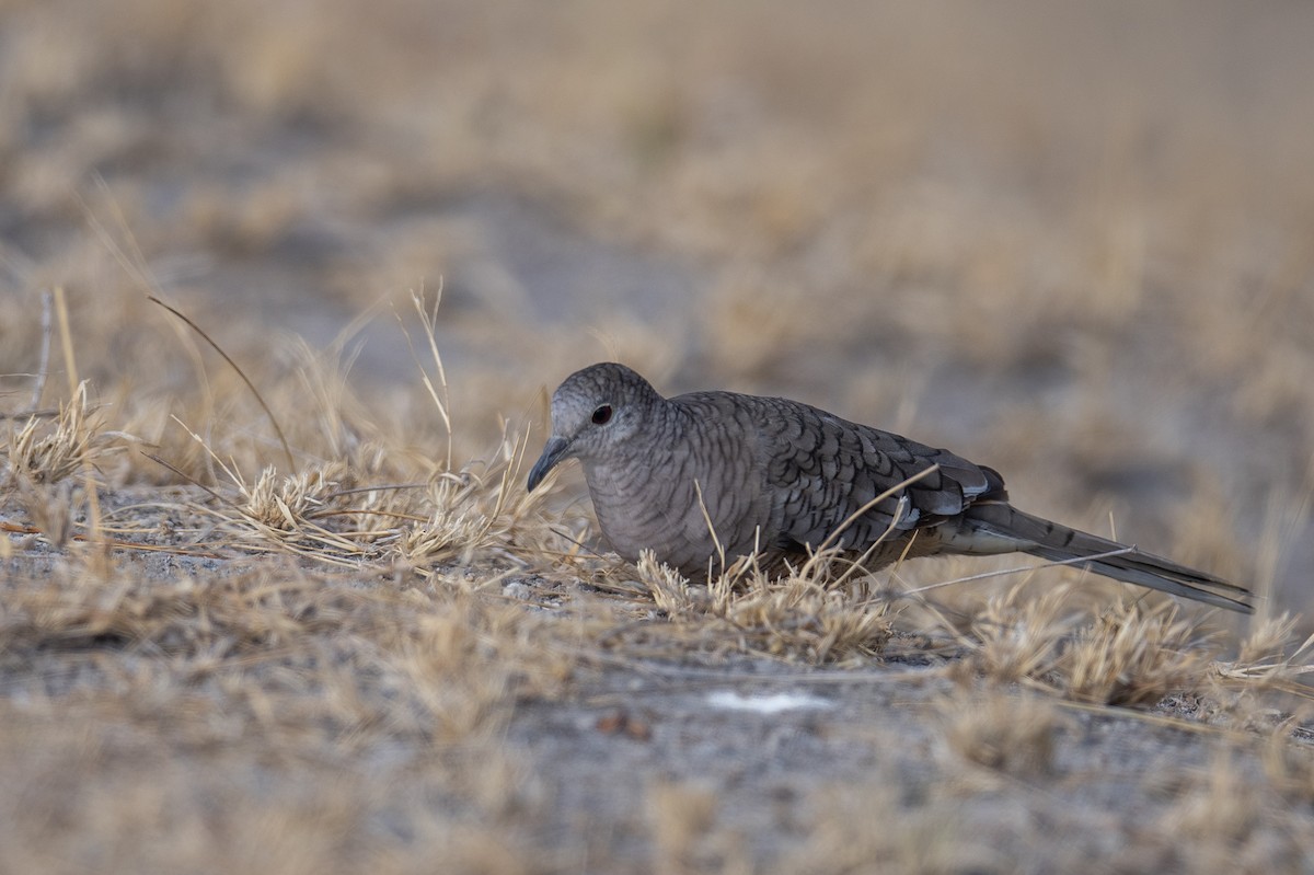 Inca Dove - ML616049932