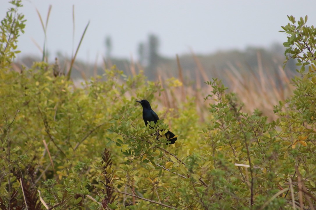 Boat-tailed Grackle - ML616049944