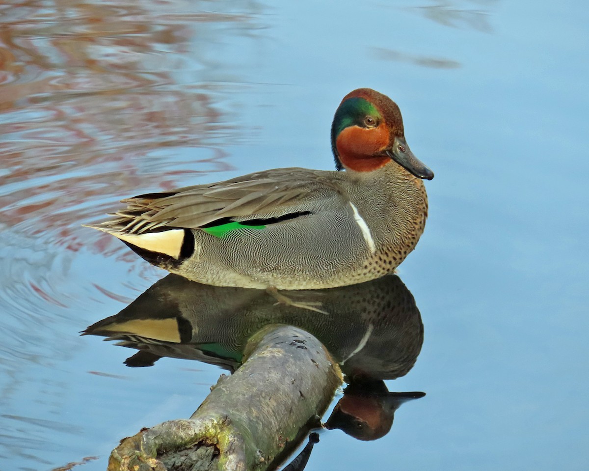 Green-winged Teal - ML616049986
