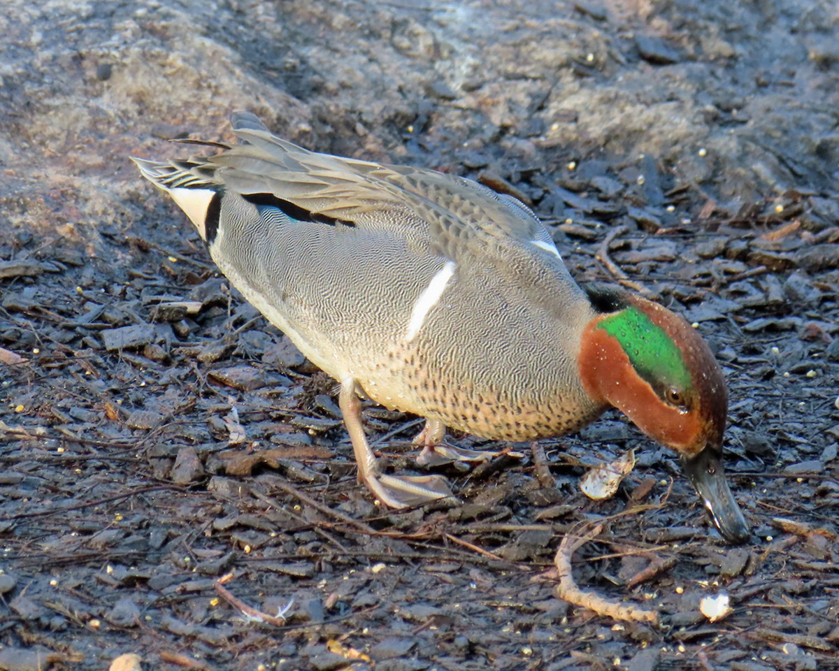 Green-winged Teal - ML616049990