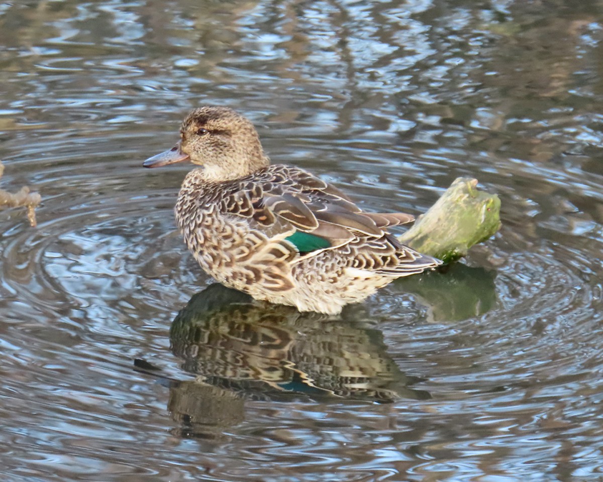 Green-winged Teal - ML616049991