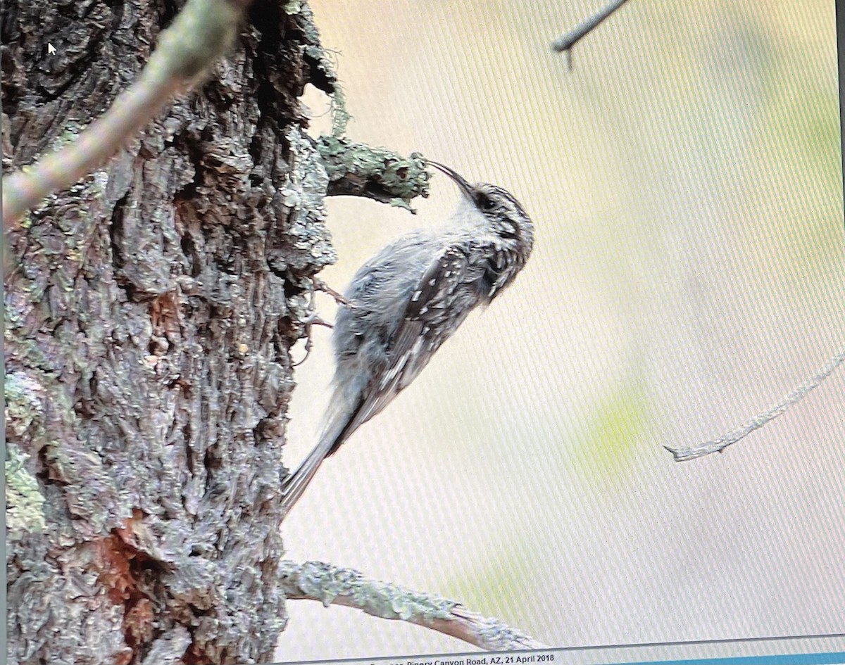 アメリカキバシリ（albescens／alticola） - ML616050005