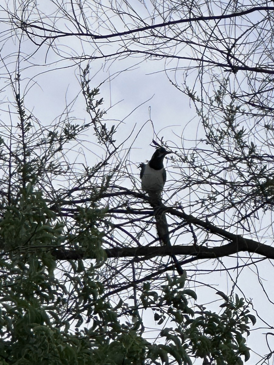 Black-throated Magpie-Jay - Mark Dayton