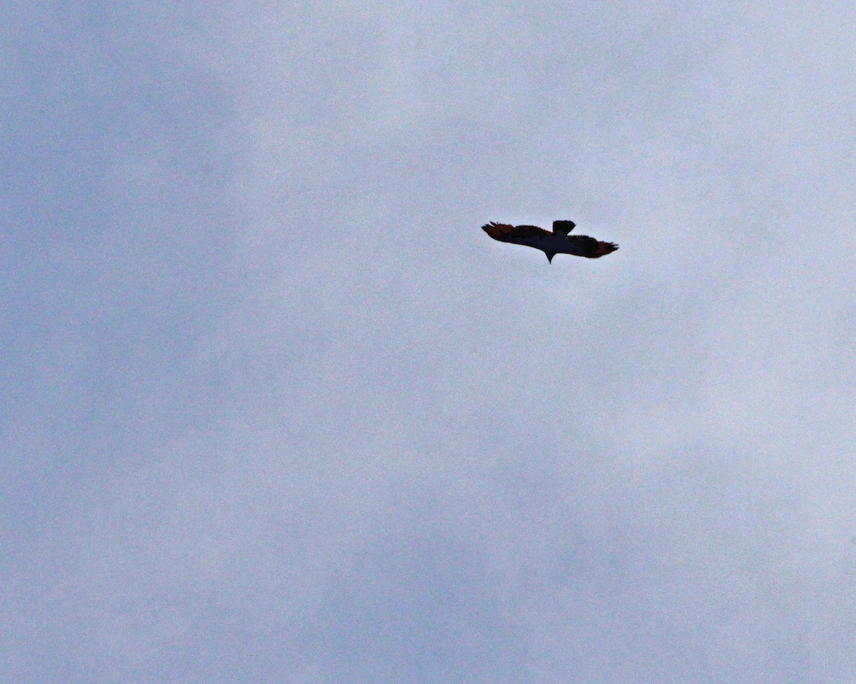 Turkey Vulture - ML616050047