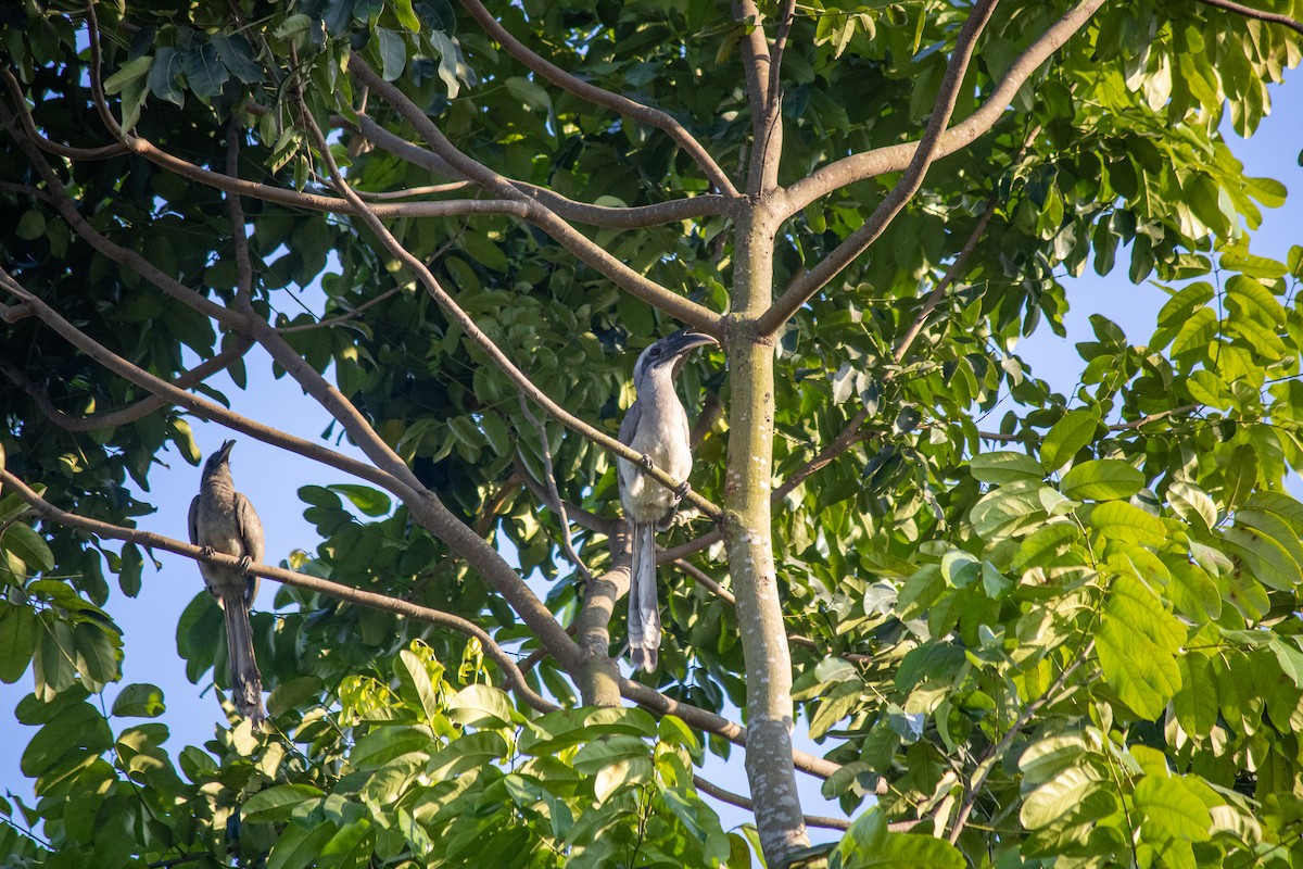 Indian Gray Hornbill - ML616050057