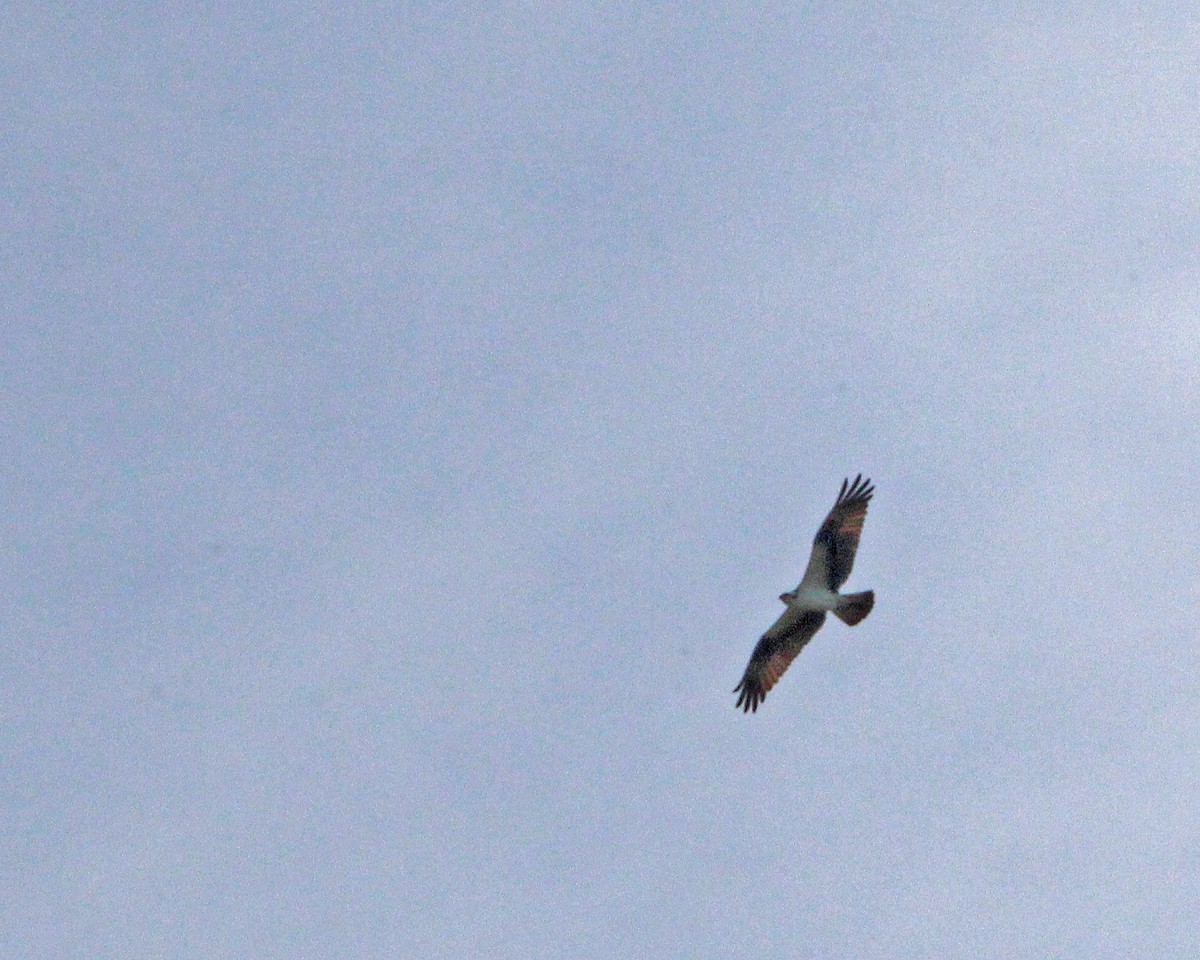 Águila Pescadora - ML616050065