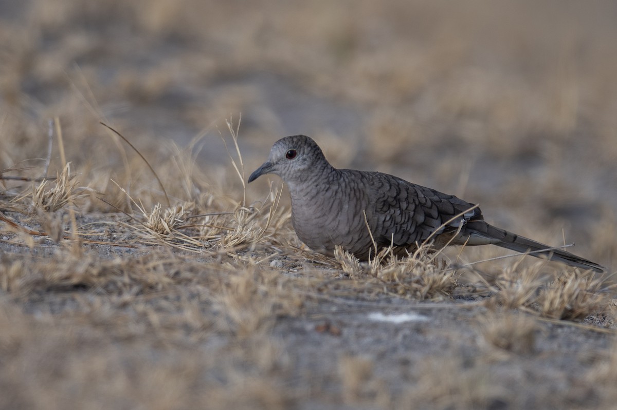 Inca Dove - ML616050072