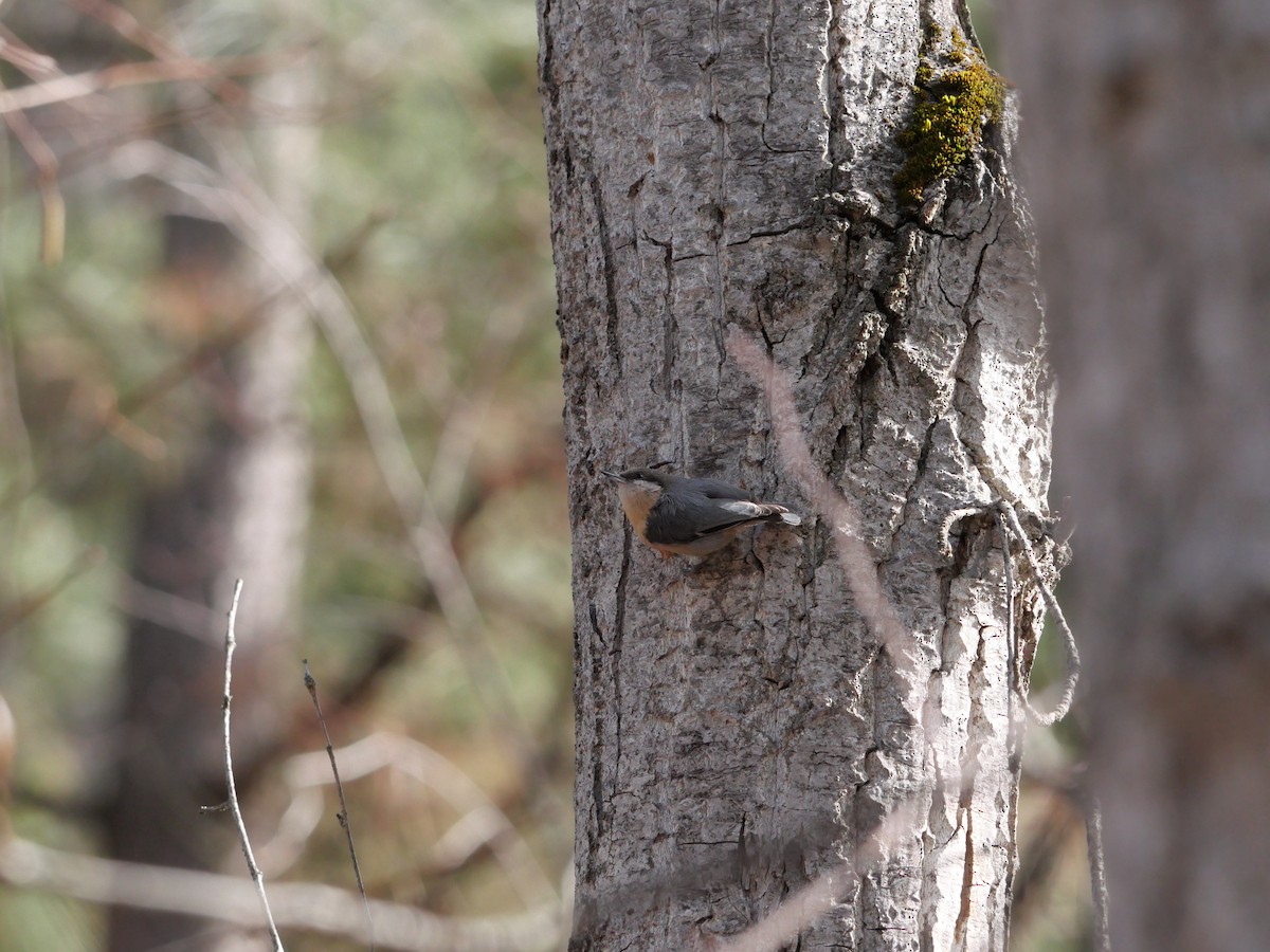 Pygmy Nuthatch - ML616050126