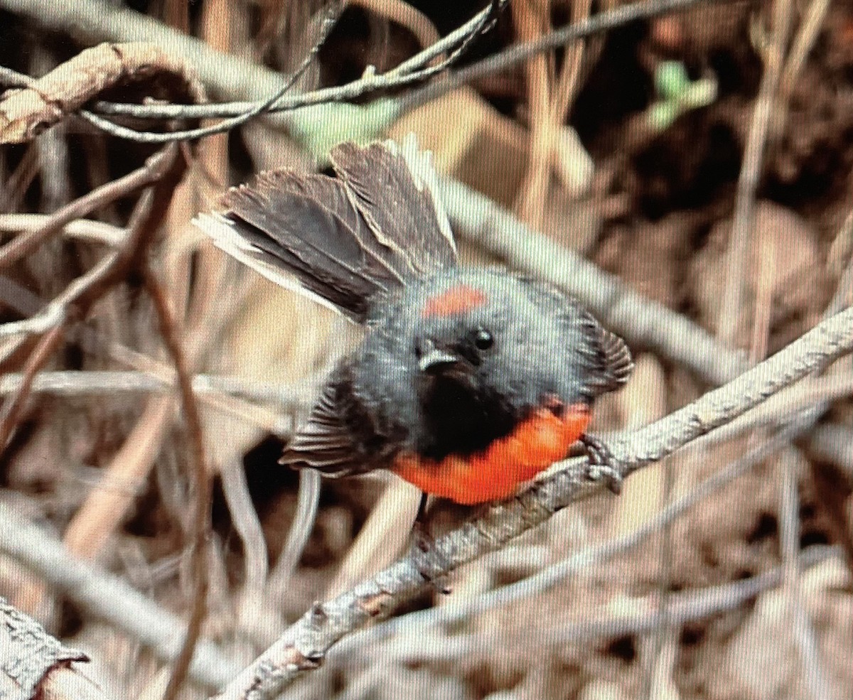 Slate-throated Redstart - ML616050129