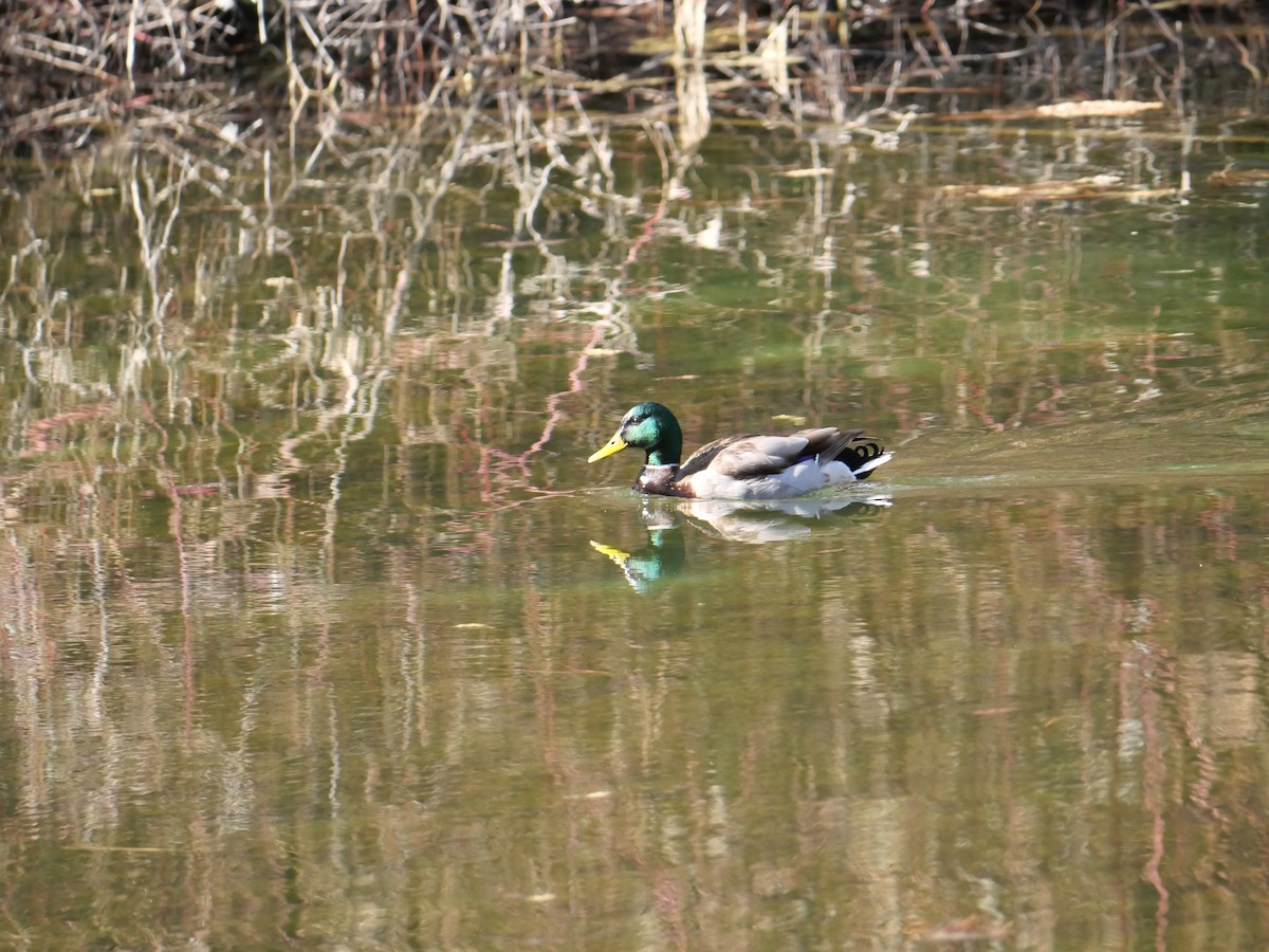 Mallard - ML616050136