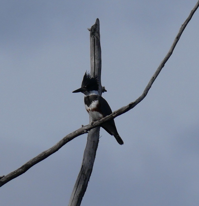 Belted Kingfisher - ML616050158