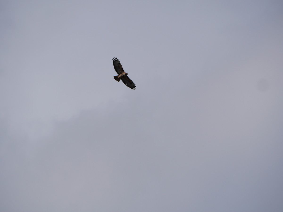 Red-tailed Hawk - ML616050169