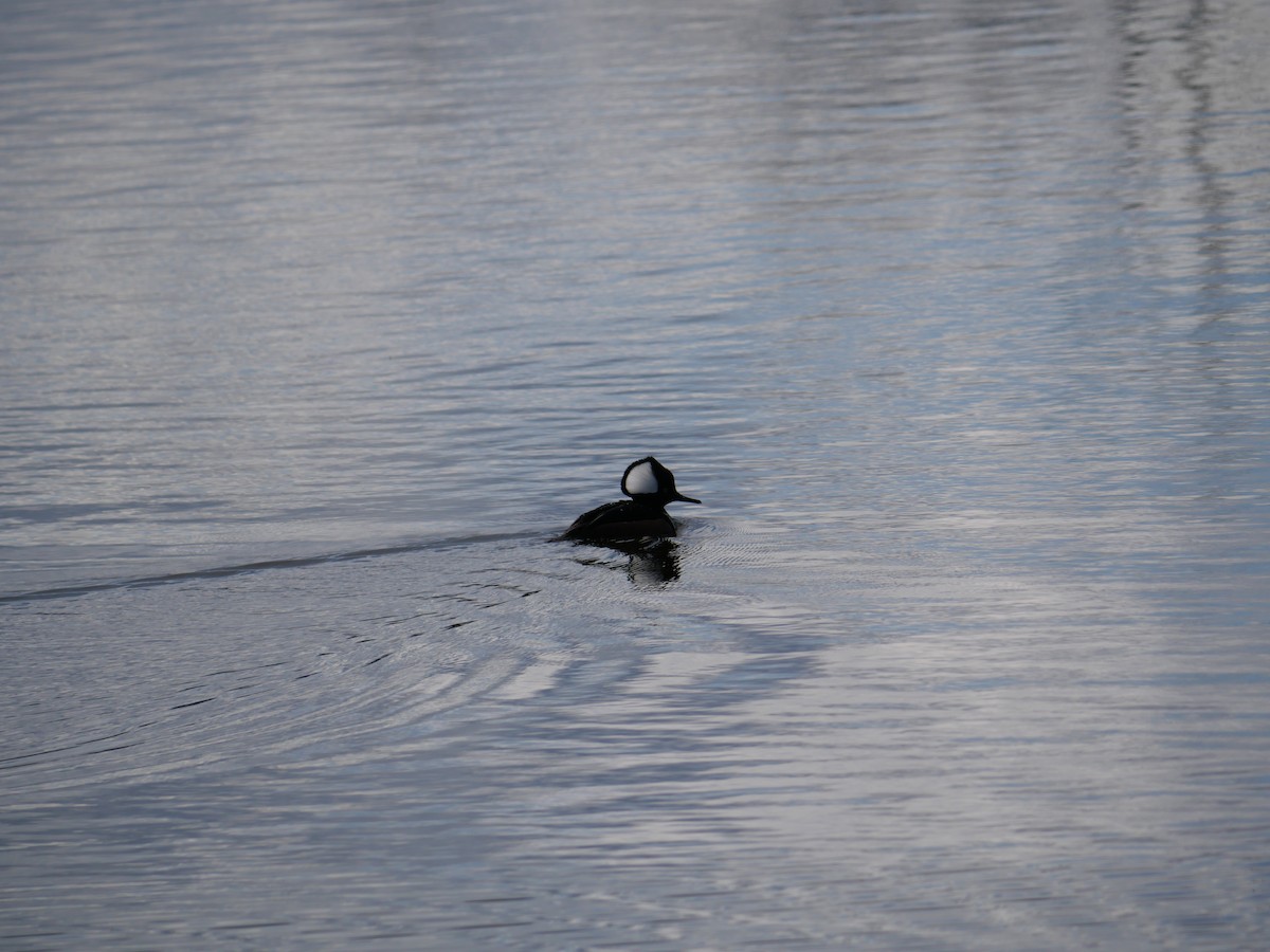 Hooded Merganser - ML616050185