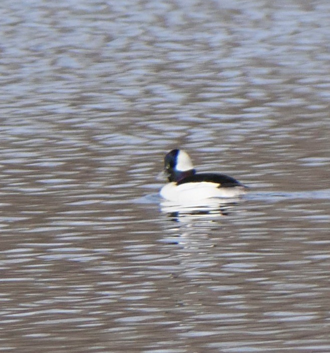 Bufflehead - ML616050192