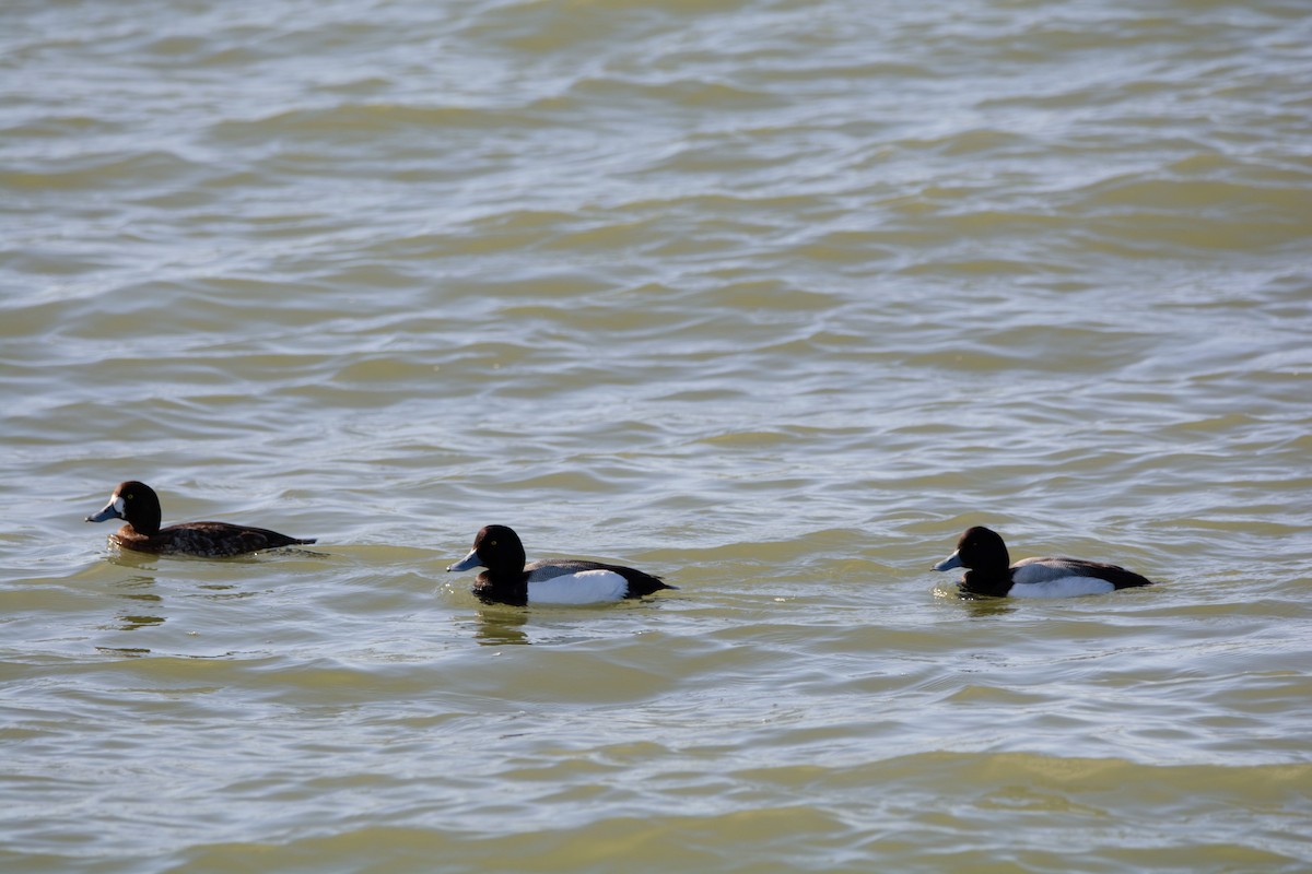 Greater Scaup - ML616050194