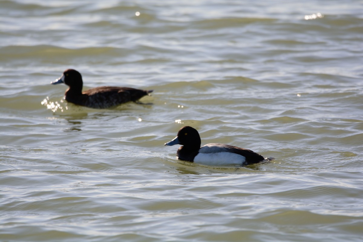 Greater Scaup - ML616050195