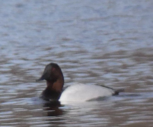 Canvasback - ML616050225