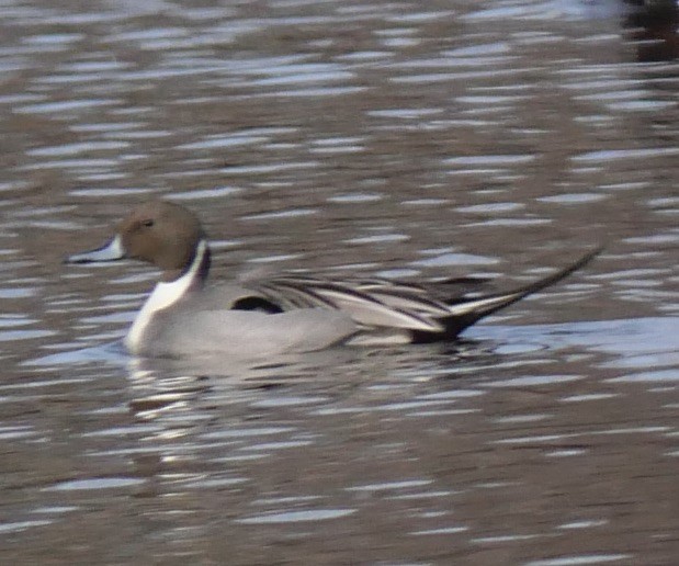 Northern Pintail - ML616050251