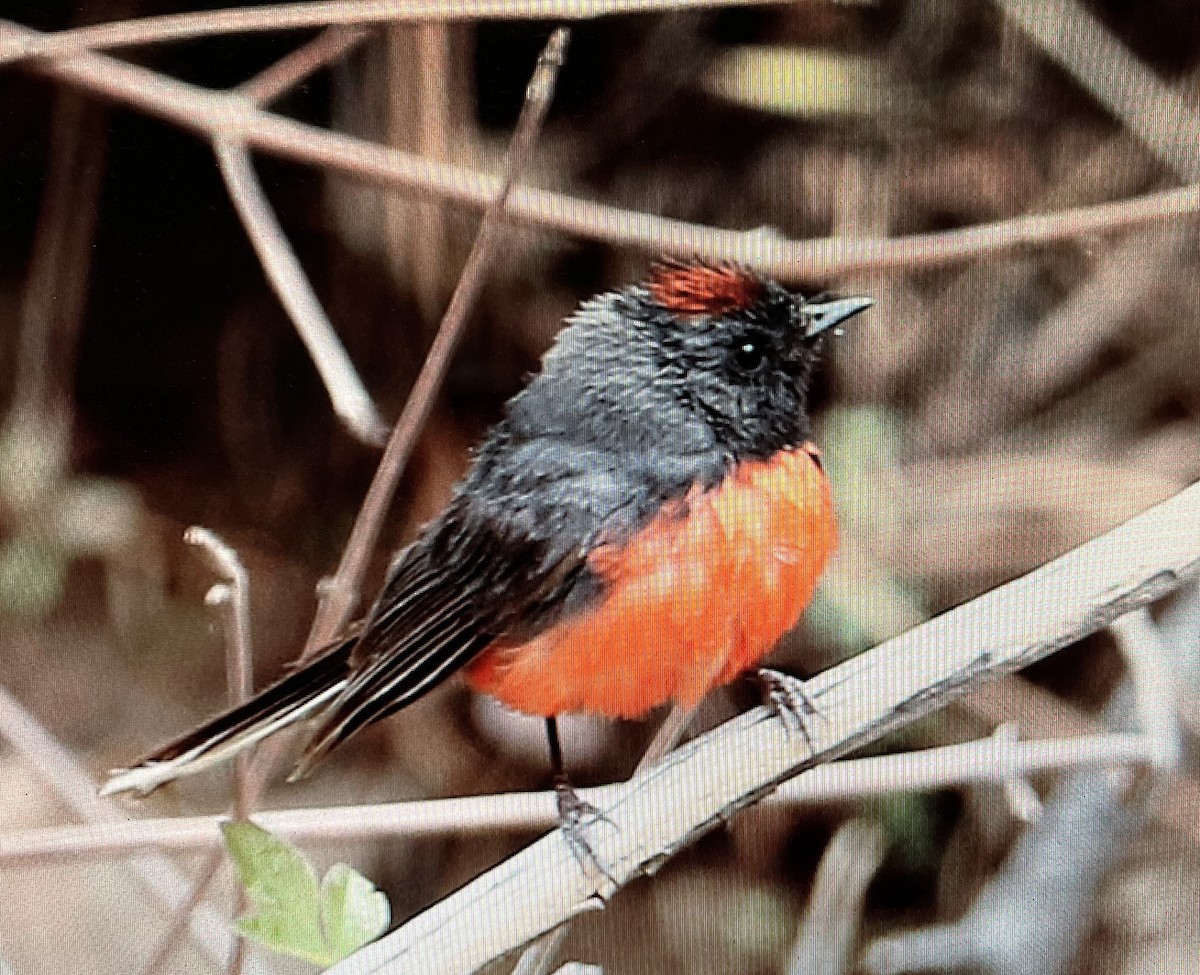 Slate-throated Redstart - ML616050266