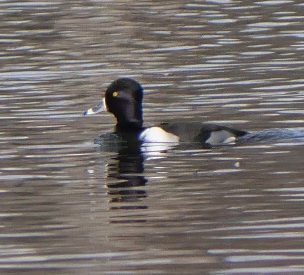 Ring-necked Duck - ML616050277