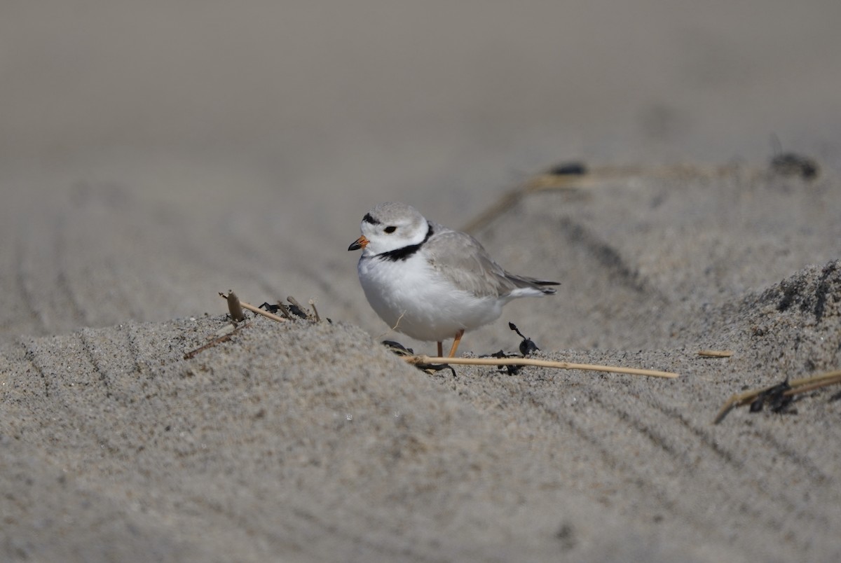 Piping Plover - ML616050281