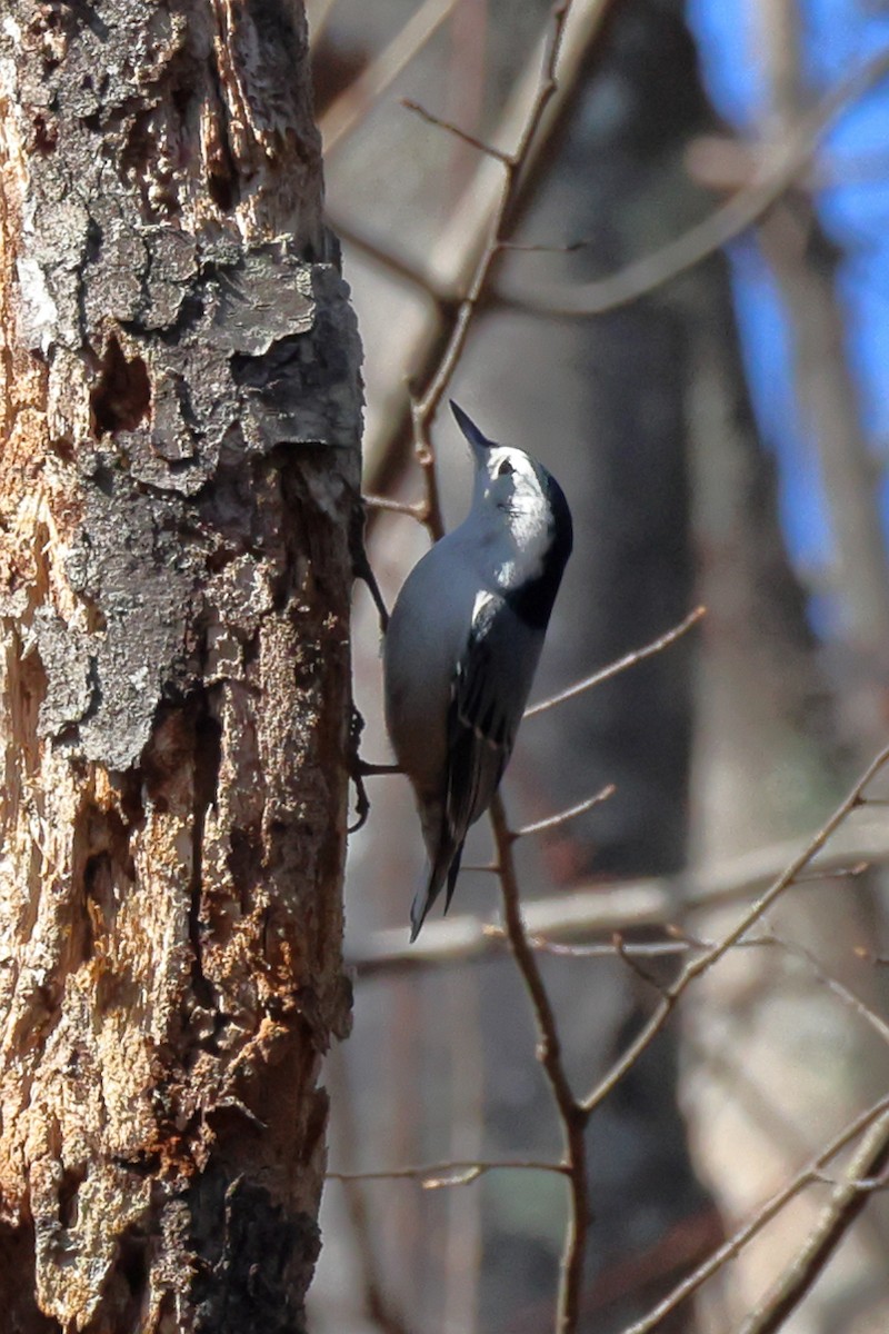 White-breasted Nuthatch - ML616050291