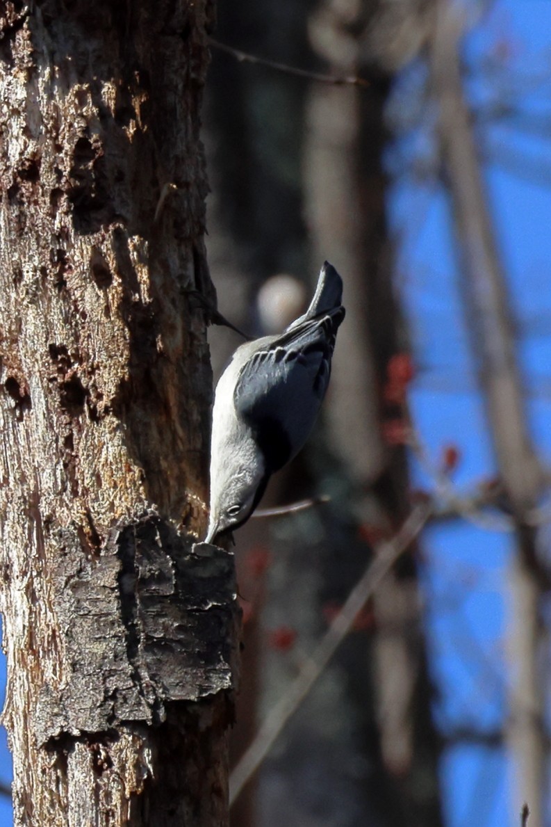 White-breasted Nuthatch - ML616050292