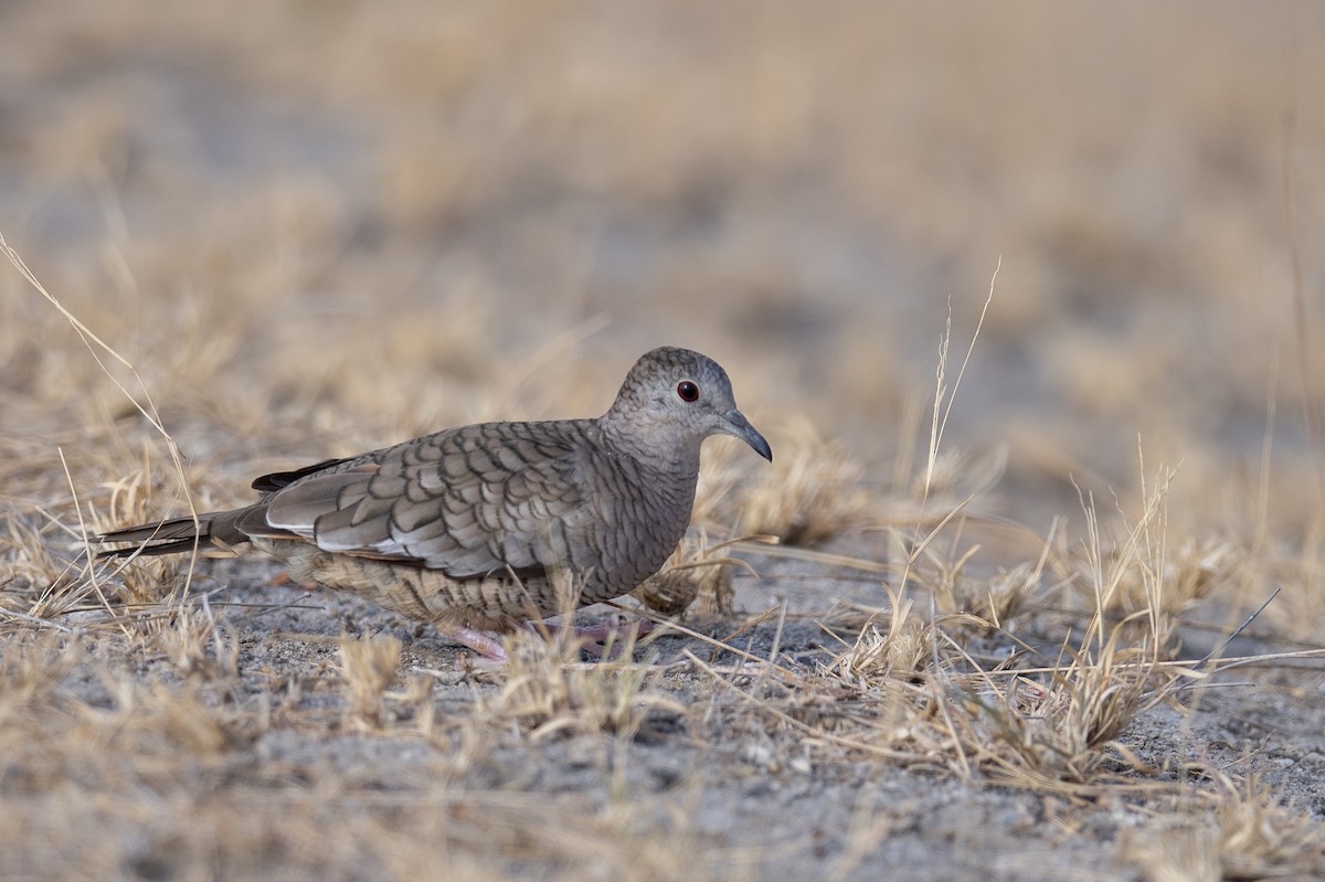 Inca Dove - ML616050350