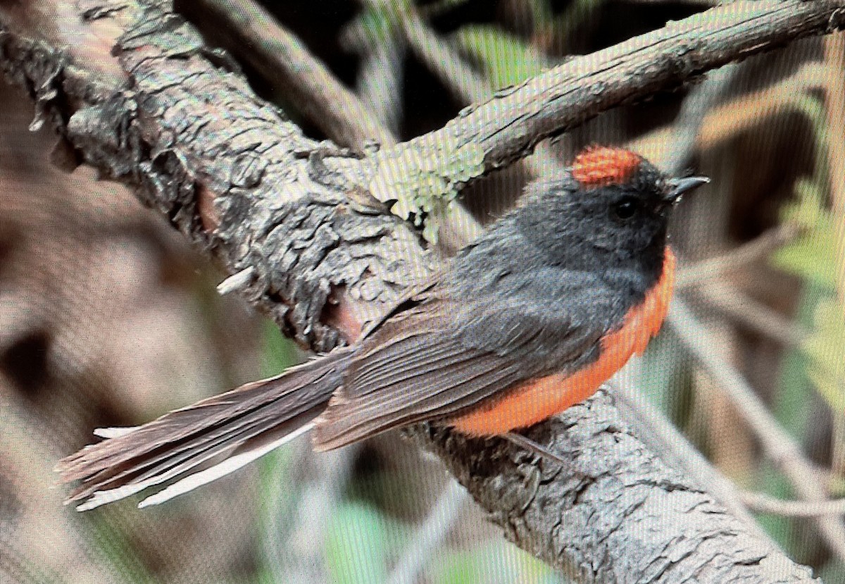 Slate-throated Redstart - ML616050377