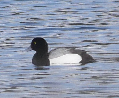 Greater Scaup - ML616050397