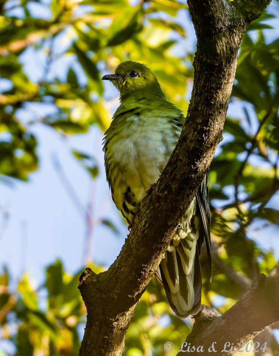 White-bellied Green-Pigeon - Lisa & Li Li