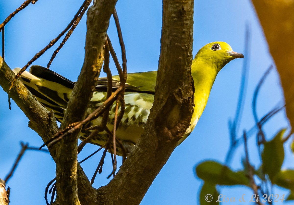 White-bellied Green-Pigeon - Lisa & Li Li